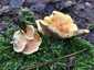 Narancsvörös álrókagomba (Hygrophoropsis aurantiaca), Budai-hegység
